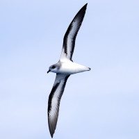 Black-winged Petrel